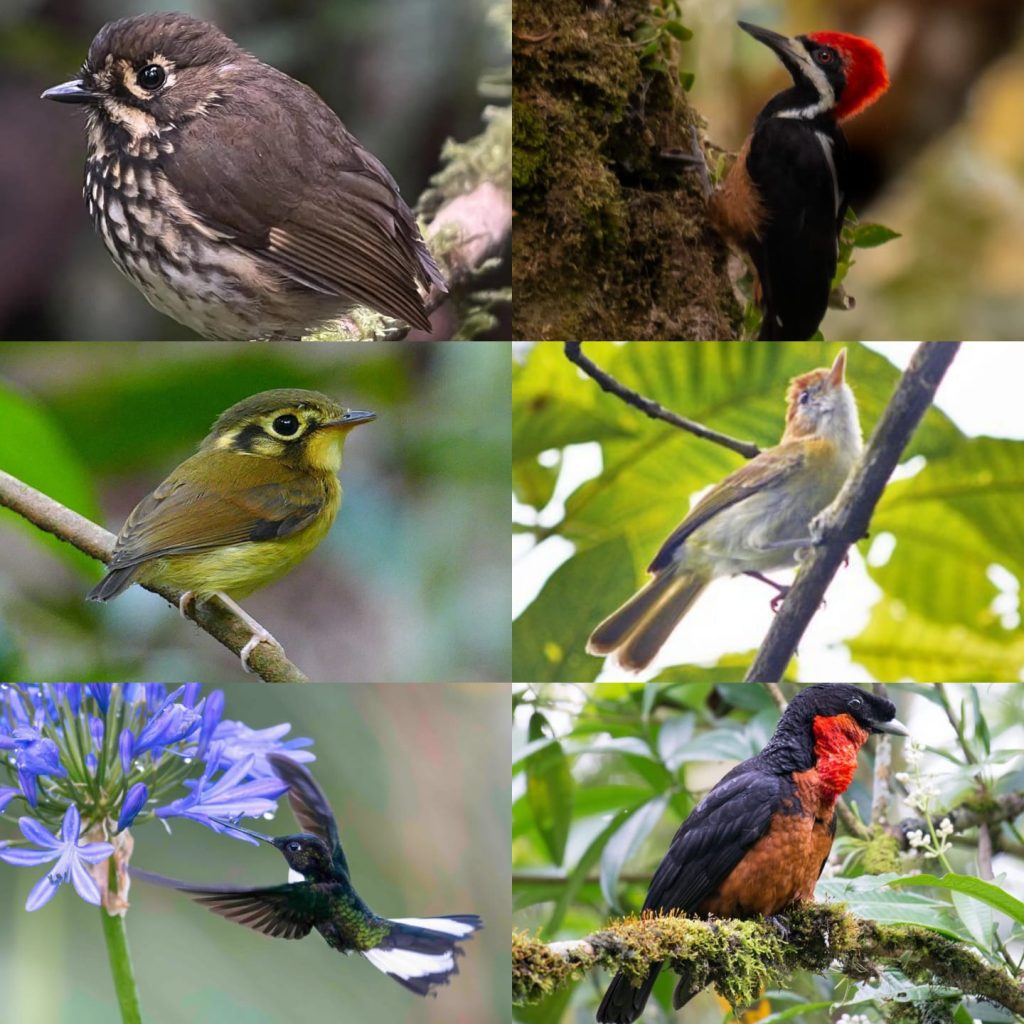 Aves en el Valle del Cauca